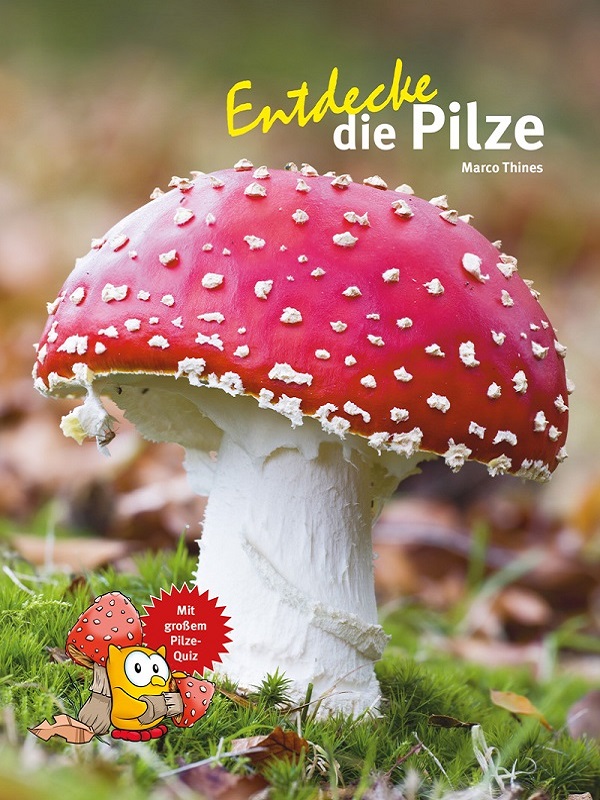 entdecke die pilze
