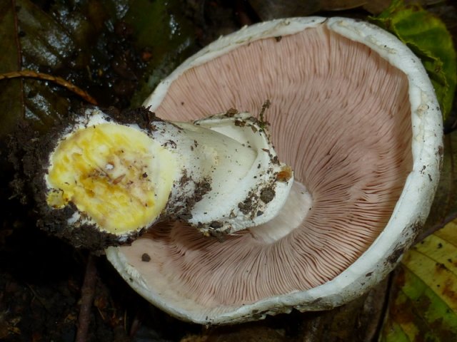 Agaricus xanthodermus, Karbolegerling
