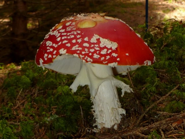 Amanita muscaria, Fliegenpilz