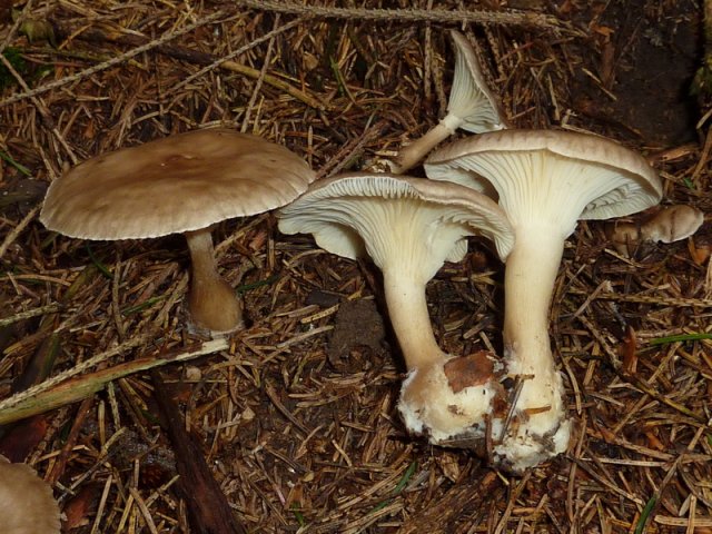 Ampulloclitocybe clavipes, Keulenfuß-Trichterling