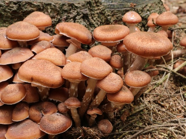 Armillaria ostoyae, Dunkler Hallimasch