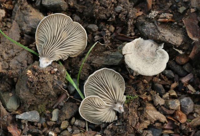 Arrhenia acerosa, Aschgrauer Zwergseitling