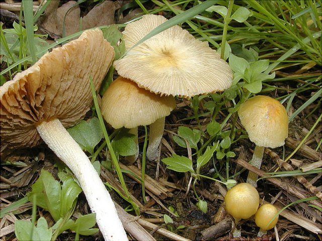 Bolbitius titubans, Gold-Mistpilz