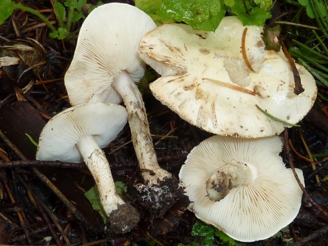 Chamaemyces fracidus, Fleckender Schmierschirmling