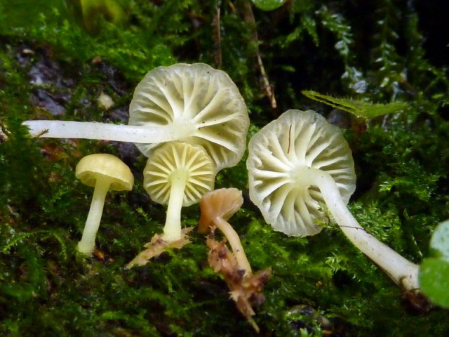 Chrysomphalina grossula, Olivgelber Goldnabeling