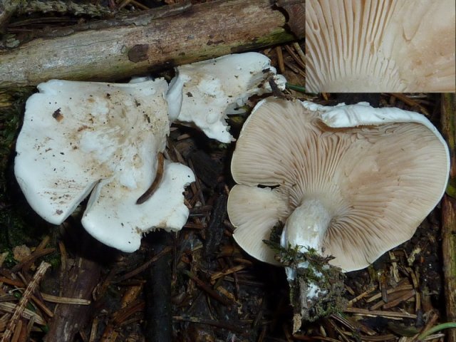 Clitopilus prunulus, Mehlräsling