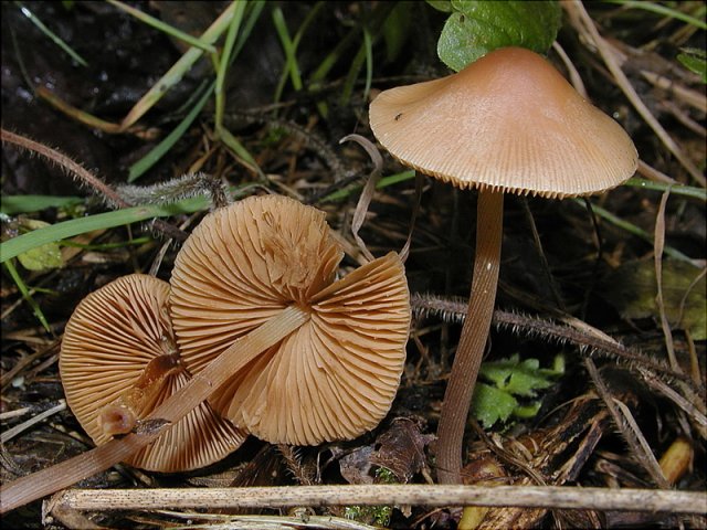 Conocybe rickeniana, Flockenstieliges Samthäubchen