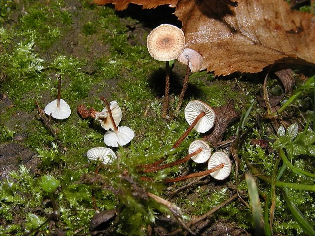 Crinipellis stipitaria, Haarstiel-Schwindling