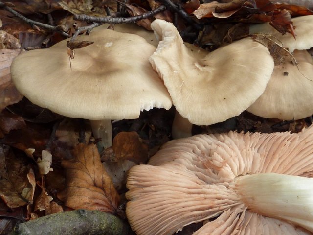 Entoloma sinuatum, Riesenrötling