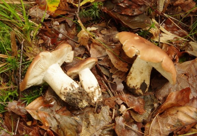 Gerhardtia borealis, Ockerbrauner Prachtritterling    © K. Pätzold