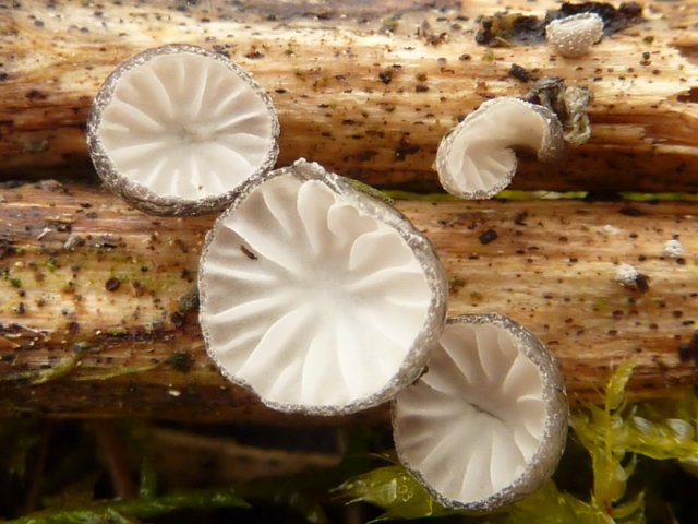 Hohenbuehelia cyphelliformis, Schüsselförmiger Harpunenschwamm