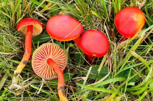 Hygrocybe coccinea, Kirschroter Saftling