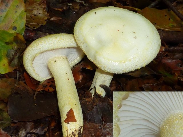Hygrophorus chrysodon, Goldzahn-Schneckling