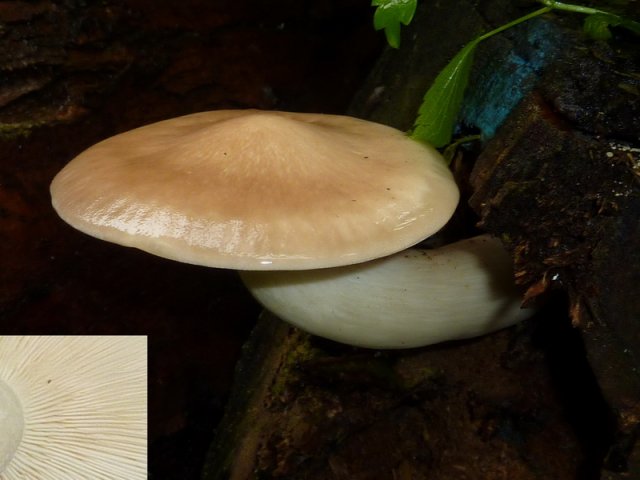 Hypsizygus ulmarius, Ulmen-Rasling