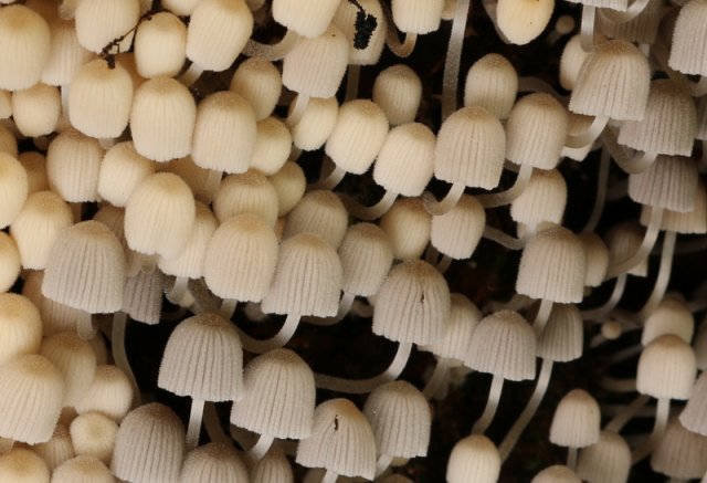 Coprinellus disseminatus, Gesäter Tintling