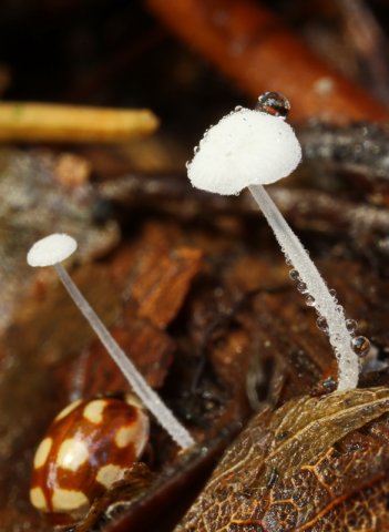 Hemimycena tortuosa, Tautropfen-Scheinhelmling