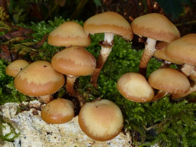Kuehneromyces mutabilis, Stockschwämmchen