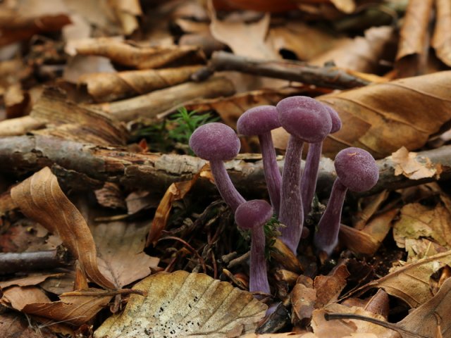Laccaria amethystina, Violetter Lacktrichterling