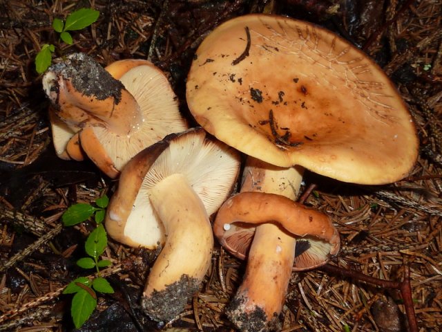 Lactifluus volemus, Brätling