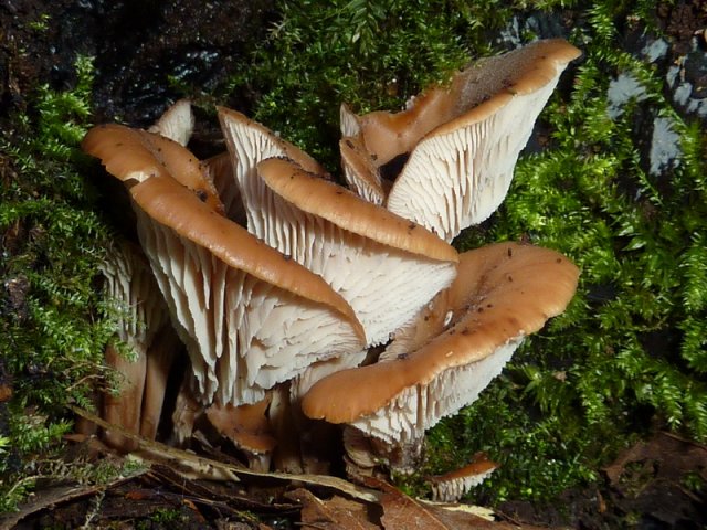 Lentinellus cochleatus, Anis-Zähling