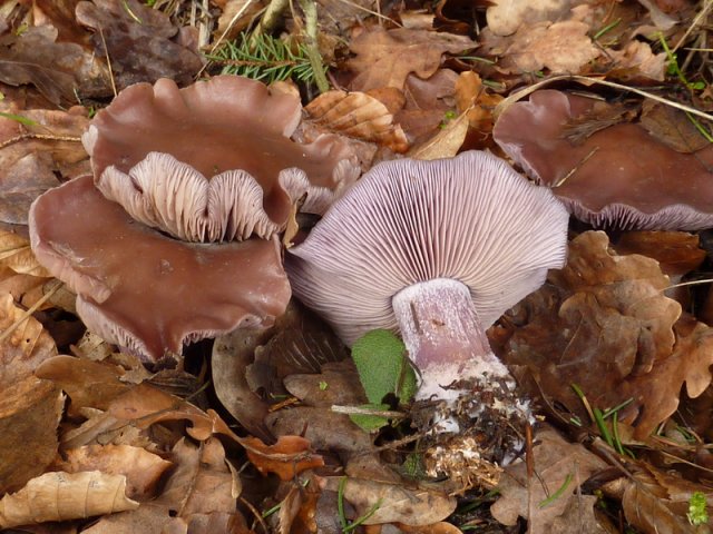 Lepista nuda, Violetter Rötelritterling