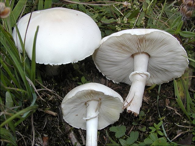 Leucoagaricus leucothites, Rosablättriger Egerlingsschirmling