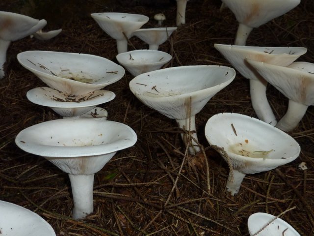 Leucopaxillus giganteus, Riesen-Krempentrichterling