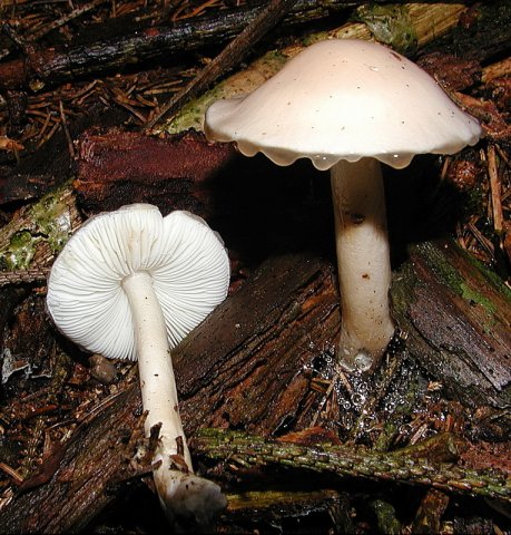 Limacella illinata, Getropfter Schleimschirmling