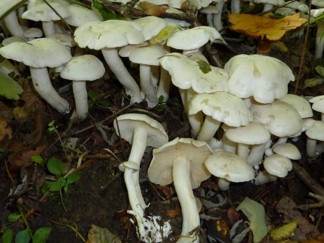 Lyophyllum connatum, Weißer Rasling