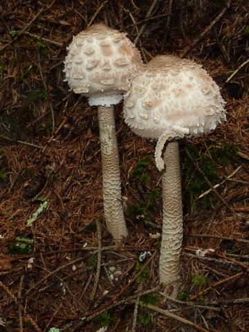 Macrolepiota procera, Großer Riesenschirmling