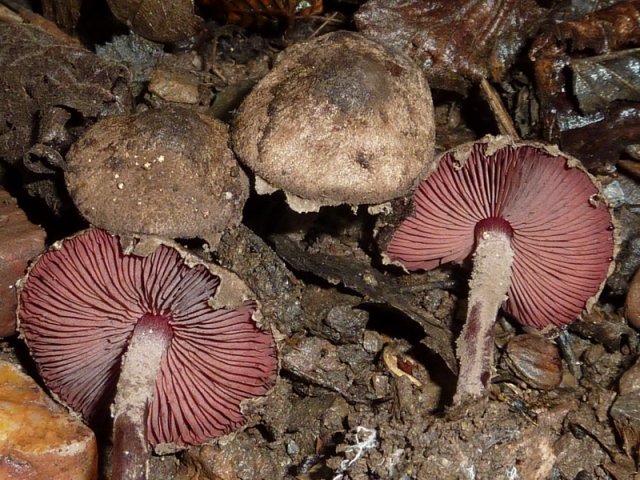 Melanophyllum haematospermum, Blutblättriger Zwergschirmling