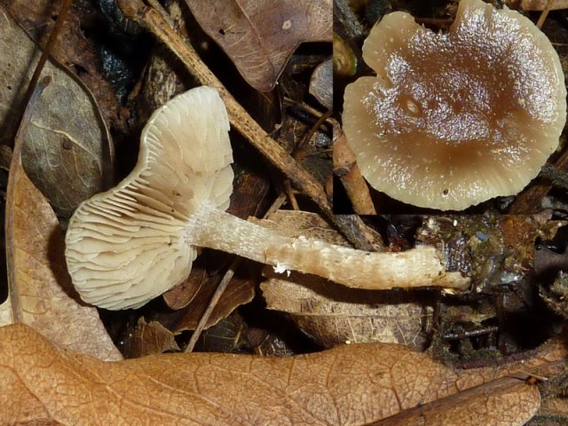 Meottomyces dissimulans, Winterschüppling