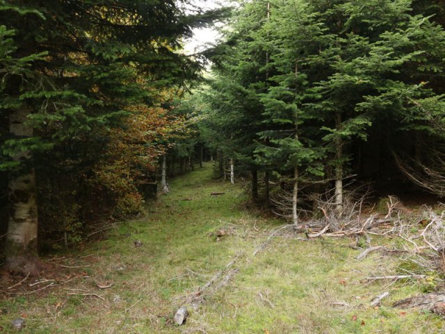 Moosenmättle 13. Okt. 2015