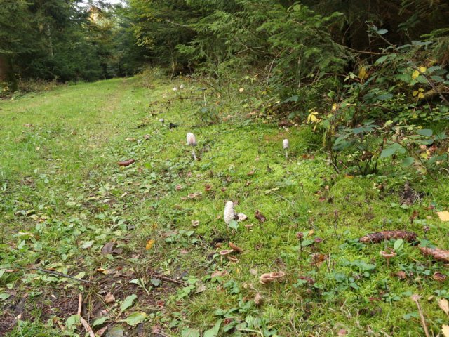 Moosenmättle 12. Okt. 2015