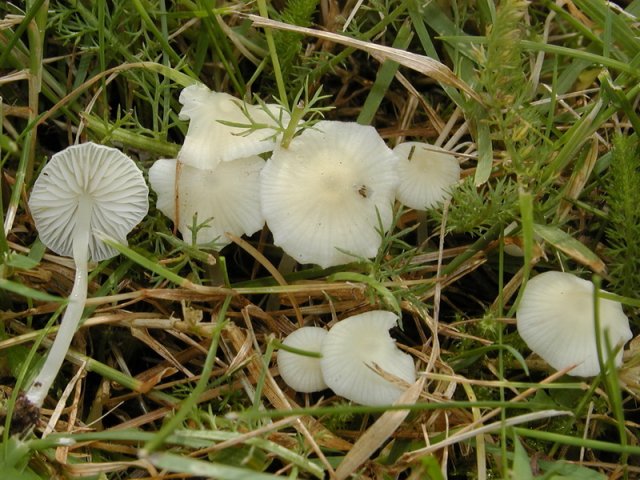 Atheniella flavoalba, Gelbweißer Helmling