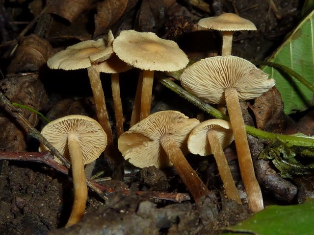 Alnicola melinoides, Honigfarbener Erlenschnitzling