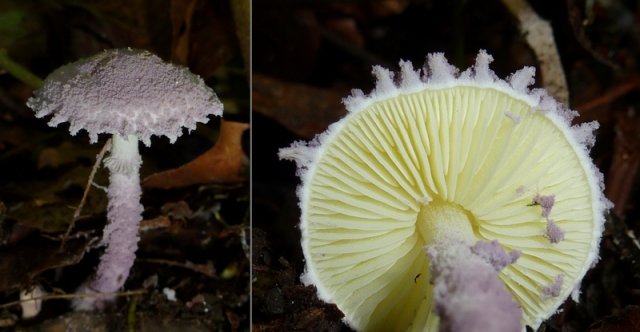 Cystolepiota bucknallii, Violetter Mehlschirmling