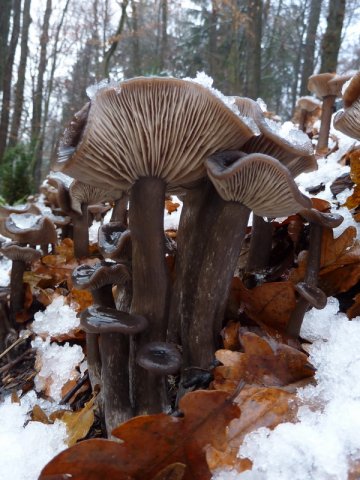 Pseudoclitocybe cyathiformis, Kaffeebrauner Gabeltrichterling