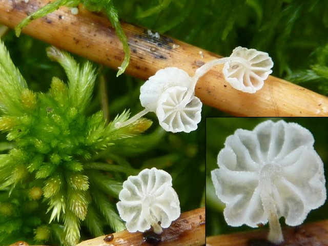 Resinomycena saccharifera, Ölzystiden-Helmling