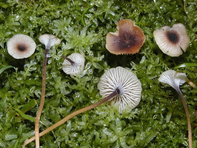 Rickenella swartzii, Violettstieliger Heftelnabeling