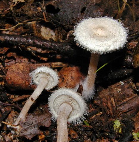 Ripartites tricholoma, Bewimperter Filzkrempling