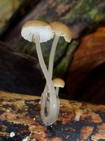 Roridomyces roridus, Schleimstiel-Helmling