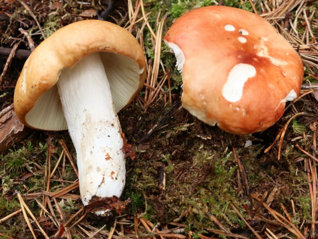 Russula decolorans, Orangeroter Graustieltäubling