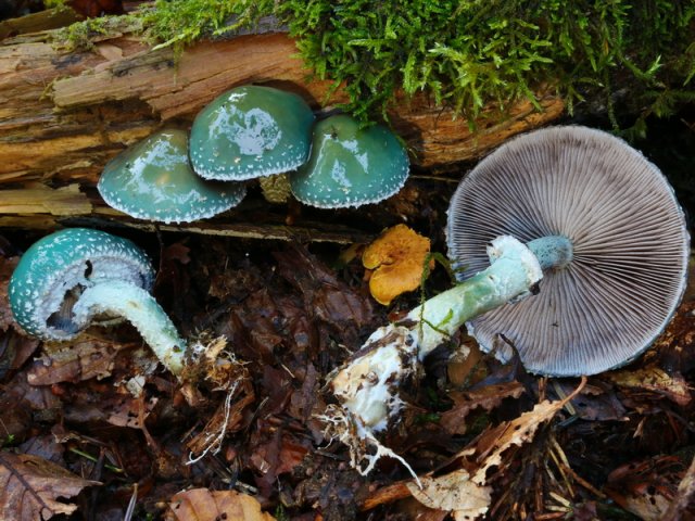 Stropharia aeruginosa, Grünspan-Träuschling
