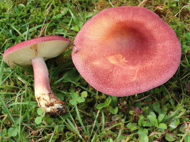 Tricholomopsis rutilans, Rötlicher Holzritterling