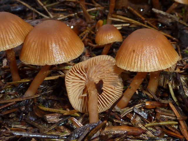 Tubaria furfuracea, Gemeiner Trompetenschnitzling