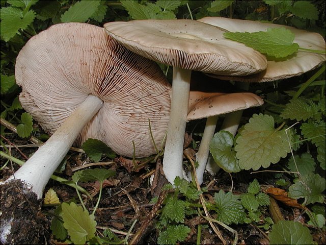 Volvopluteus gloiocephala, Größter Scheidling