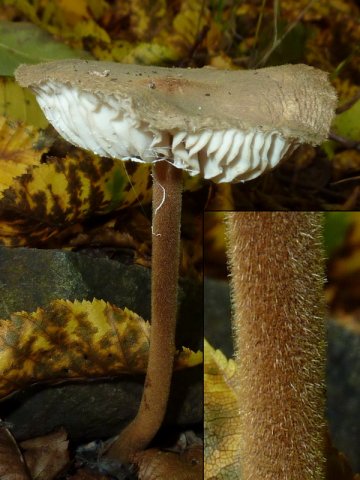 Xerula pudens, Braunhaariger Wurzelrübling