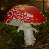 Amanita muscaria, Fliegenpilz