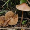 Conocybe rickeniana, Flockenstieliges Samthäubchen